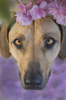 Rhodesian Ridgeback portrait