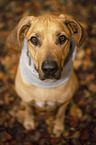 sitting Rhodesian Ridgeback