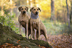 standing Rhodesian Ridgebacks