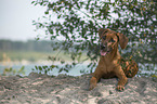 lying Rhodesian Ridgeback