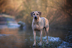 standig Rhodesian Ridgeback