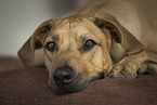 lying Rhodesian Ridgeback