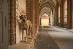 standing Rhodesian Ridgeback