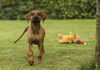 running Rhodesian Ridgeback