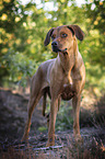 standing Rhodesian Ridgeback