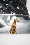 sitting Rhodesian Ridgeback