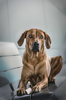 lying Rhodesian Ridgeback