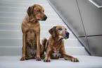 2 Rhodesian Ridgebacks