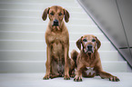 2 Rhodesian Ridgebacks