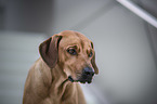 Rhodesian Ridgeback portrait