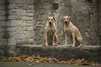 sitting Rhodesian Ridgebacks