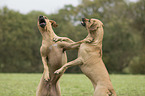 playing Rhodesian Ridgebacks