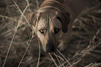 Rhodesian Ridgeback