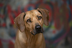 Rhodesian Ridgeback portrait