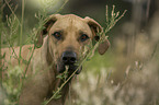 Rhodesian Ridgeback portrait