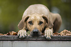 lying Rhodesian Ridgeback