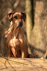 Rhodesian Ridgeback