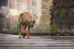 walking Rhodesian Ridgeback