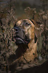 Rhodesian Ridgeback portrait