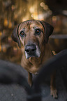 Rhodesian Ridgeback