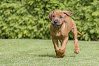 running Rhodesian Ridgeback