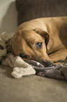 lying Rhodesian Ridgeback