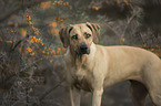 standing Rhodesian Ridgeback