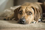 lying Rhodesian Ridgeback