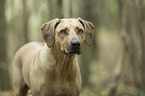 Rhodesian Ridgeback portrait