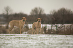 standing Rhodesian Ridgeback