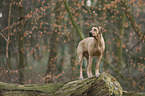 standing Rhodesian Ridgeback