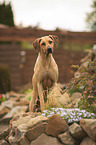 sitting Rhodesian Ridgeback