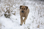 running Rhodesian Ridgeback