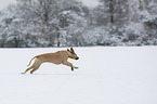 running Rhodesian Ridgeback