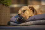 lying Rhodesian Ridgeback