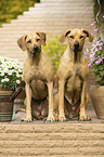 sitting Rhodesian Ridgeback