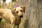 standing Rhodesian Ridgeback