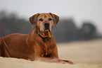 lying Rhodesian Ridgeback