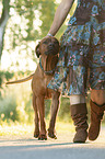 woman and  Rhodesian Ridgeback