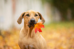 Rhodesian Ridgeback Portrait