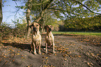 2 Rhodesian Ridgebacks