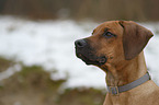 Rhodesian Ridgeback Puppy portrait