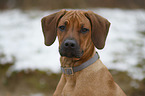 Rhodesian Ridgeback Puppy portrait