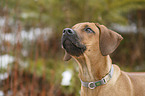 Rhodesian Ridgeback Puppy portrait