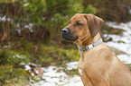 Rhodesian Ridgeback Puppy portrait