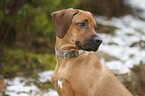 Rhodesian Ridgeback Puppy portrait