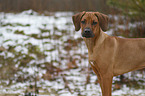 Rhodesian Ridgeback Puppy