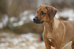 Rhodesian Ridgeback Puppy