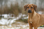 Rhodesian Ridgeback Puppy