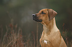 Rhodesian Ridgeback Puppy portrait